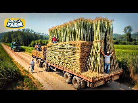 Bamboo: From Eco-Friendly Harvesting to Everyday Essentials